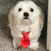 Ann Shepherd-Strawn - @ann_shepherd_strawn0108 - TikTok