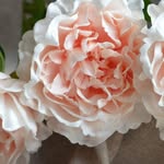 Ann Sue - @tealdecorandpansies - Instagram