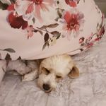 ann sugrue - @anndownessugrue - Instagram