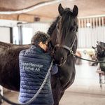 Ann-Sofi Sundström Fd Elmér - @equusmassageochrehab - Instagram
