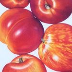Ann Swan - @annswanbotanicaalartist - Instagram