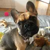 Josy-Ann Therrien - @mademoiselle.thefrenchie - TikTok