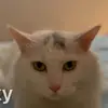 Ann Toby - @wisetoby - TikTok