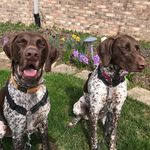 Jo Ann Toney - @boone_ruby_gsp - Instagram