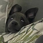 Ann Trapp Wolf - @wolftrapp56 - Instagram