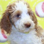 Sophie Ann Waddell - @sophiethesnickerdoodle - Instagram