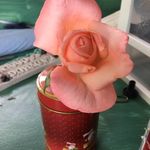 Ann Wallace - @annwallace4860 - Instagram