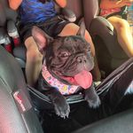 Ann Walton - @wild_waltons_frenchbulldogs - Instagram