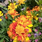 Beverly Ann Waugh (Cutten) - @waughcutten - Instagram