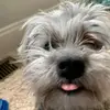 Bean ( annie ) - @annie.weikel - TikTok