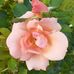 Ann Weir - Facebook