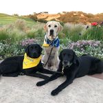 Ann Weitz - @raisingsouthbaypups - Instagram