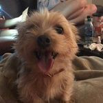 Gigi Ann Wellman - @gigiyorkie - Instagram