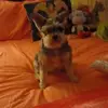 Sue Ann Wentz Forbis - @sue.ann.wentz.for - TikTok