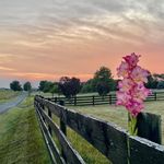 Mary Ann Gray Werle - @maryannwerle - Instagram