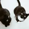 Бася и Проша - @ann_wesley - TikTok