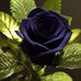 Ann Wesner - Facebook