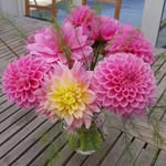 Ann Westerlund - @westerlundstradgard - Instagram