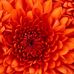 Ann Whipple - Facebook