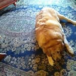 Anne Whitehall - @whitehallanne - Instagram