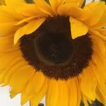Anne Whitehall - @winterborne_anne - Instagram