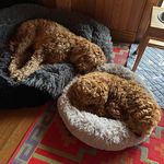Ann Whitehead - @picnictasmania - Instagram
