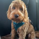 Ann. Whitehead - @whiehr - Instagram