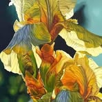 Ann Whitman - Facebook