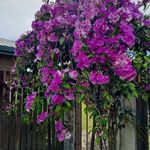 Ann Whitmore - @ann.whitmore.74 - Instagram