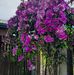 Ann Whitmore - Facebook