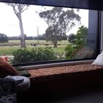 Ann Wicks - @oldrovercat - Instagram