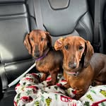 Ann Wicks - @dachdogs4 - Instagram