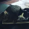 Courtneyannyork - @courtneyannyork - TikTok