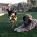 Anna Ahlstrand - Facebook