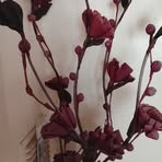 Ana Alvear - Facebook