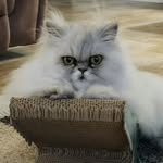 Anna Aubert - @momonthepond - Instagram