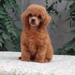 Анна Назаренко - @anna_breeding_plant_dogs - Instagram