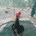 Ana Ana Line Breeding - Facebook