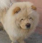 Anna Dog breeding - Facebook