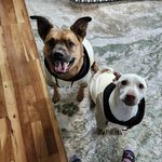 Anna & Delta Brehm - @pharaoh_anastasia_and_delta - Instagram