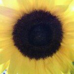 Anna Brewer - @zeeuwsmeisje1958 - Instagram