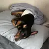 Hannahbrockway - @minicorndog - TikTok