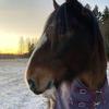 Anna Busse - @anna.busse - TikTok