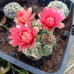 Anna Cappelli - Facebook