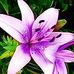 Anna Carmen Tsima - Facebook