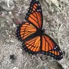 annacasarez - @anacasarez8 - TikTok