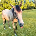 Anna Grace Cates - @anna__cates - Instagram