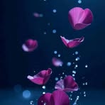 Ana Celeste - Facebook