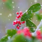 Anna Chernenko - Facebook
