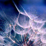 Anna Chernetskaya - @grey_taraxacum - Instagram